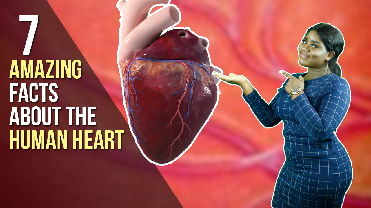 7-amazing-facts-about-the-human-heart