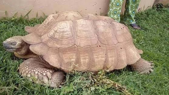 344-Year-Old Tortoise