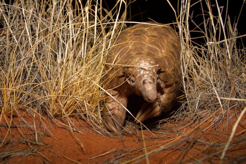 Pangolin scales - wildlife trafficking